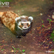 Illustration for article titled Monday Mustelid - Vormela peregusna Edition